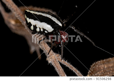 Adult Typical Orbweaver Spider Adult Typical Orbweaver Spider 91506298