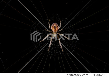 Small Typical Orbweaver Small Typical Orbweaver 91506299