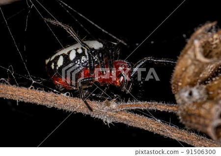 Adult Typical Orbweaver Spider Adult Typical Orbweaver Spider 91506300