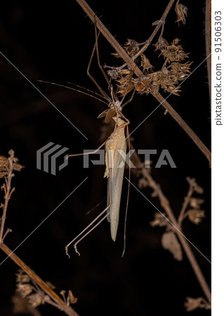 Adult Phaneropterine Katydid 91506303