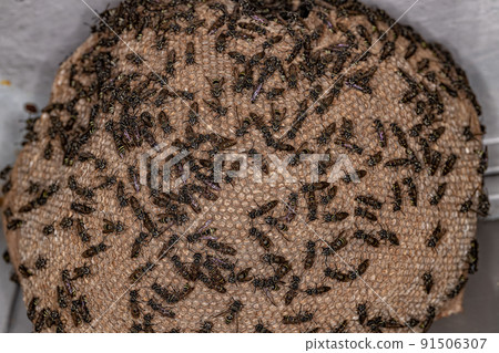 Adult Long-waisted Honey Wasps 91506307