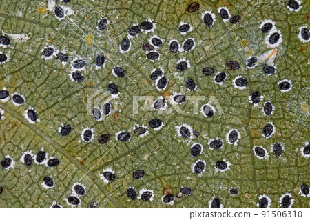 Small Whiteflies Insects Small Whiteflies Insects 91506310