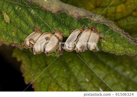 Leaf Katydid hatched Eggs Leaf Katydid hatched Eggs 91506324