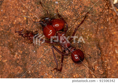 Atta Leaf-cutter Ant 91506342