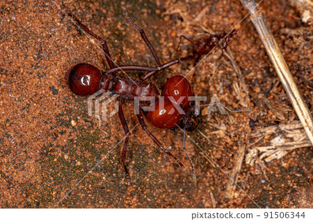 Atta Leaf-cutter Ant Atta Leaf-cutter Ant 91506344