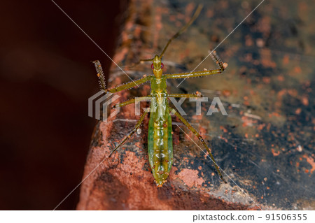 Assassin Bug Nymph Assassin Bug Nymph 91506355