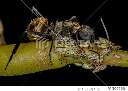 Female Adult Shimmering Golden Sugar Ant with Aetalionid Treehopper Nymphs 91506360