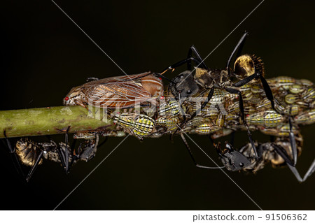 Female Adult Shimmering Golden Sugar Ant with Aetalionid Treehopper Nymphs 91506362