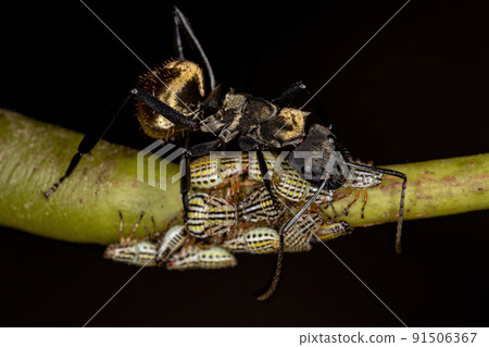 Female Adult Shimmering Golden Sugar Ant with Aetalionid Treehopper Nymphs 91506367