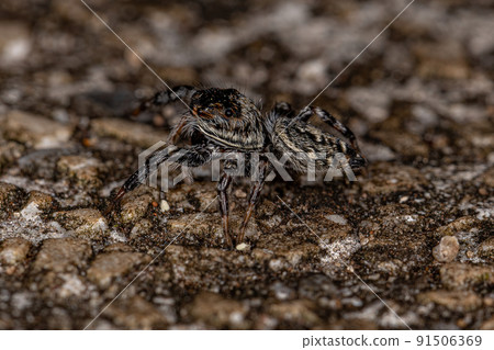 Small Jumping Spider Small Jumping Spider 91506369