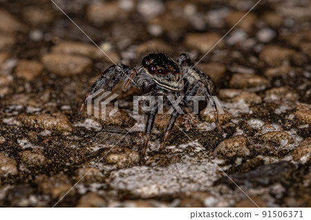 Small Jumping Spider 91506371