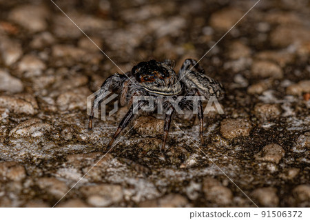 Small Jumping Spider 91506372