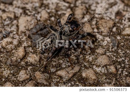 Small Jumping Spider Small Jumping Spider 91506373