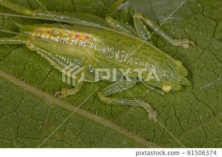 Common Conehead Nymph 91506374