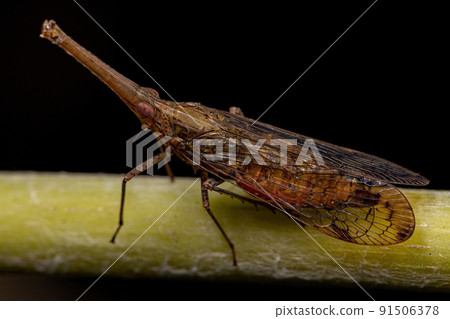 Adult Dictyopharid Planthopper Insect Adult Dictyopharid Planthopper Insect 91506378