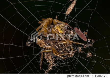Adult Trashline Orbweaver Spider Adult Trashline Orbweaver Spider 91506379