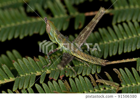 Monkey Grasshopper Nymph 91506380