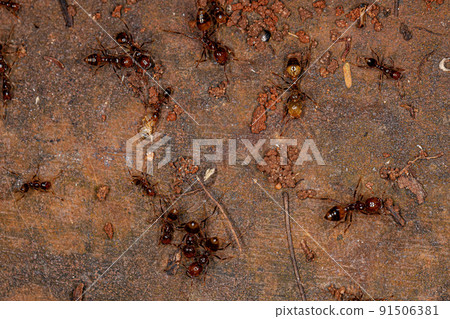Adult Fire Ants Adult Fire Ants 91506381