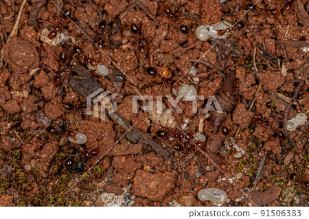 Adult Fire Ants 91506383