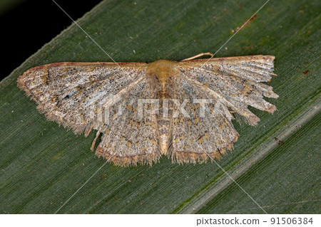 Adult Geometer Moth 91506384