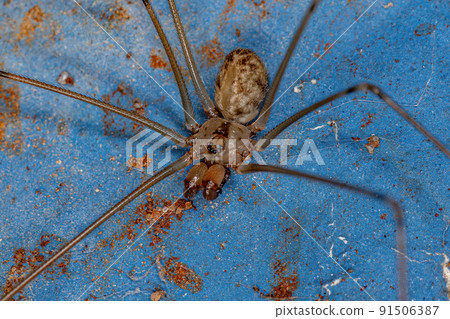 Adult Female Short-bodied Cellar Spider 91506387