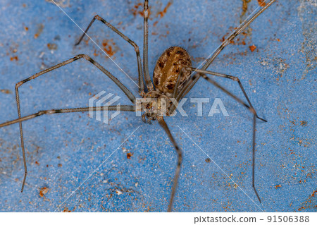 Adult Male Short-bodied Cellar Spider 91506388