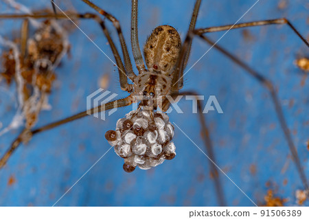 Adult Female Short-bodied Cellar Spider 91506389