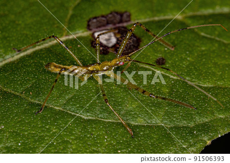 Assassin Bug Nymph Assassin Bug Nymph 91506393