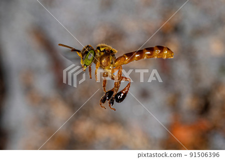 Adult Jatai bee 91506396