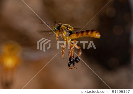 Adult Jatai bee Adult Jatai bee 91506397