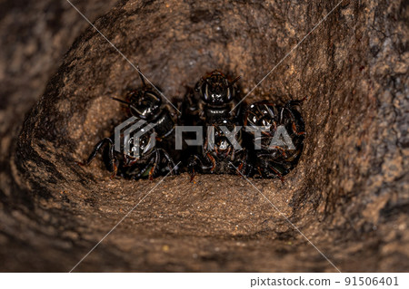 Adult Stingless Bees Adult Stingless Bees 91506401