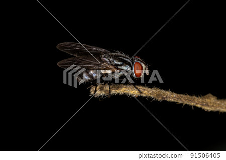 Adult Flesh Fly Adult Flesh Fly 91506405