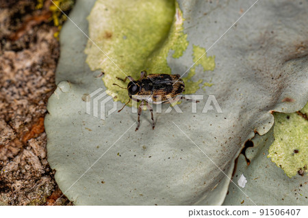 Adult True Weevil Adult True Weevil 91506407