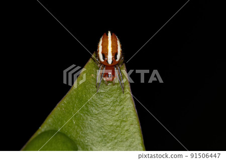 Typical Orbweaver Spider Typical Orbweaver Spider 91506447