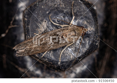 Adult Pyralid Snout Moth Adult Pyralid Snout Moth 91506450