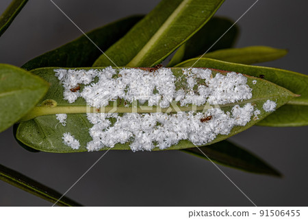 White Scale Insects White Scale Insects 91506455