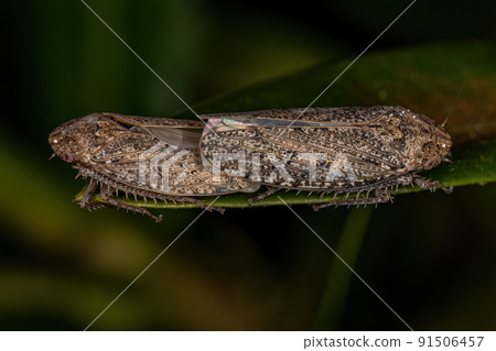 Small Typical Leafhopper Small Typical Leafhopper 91506457
