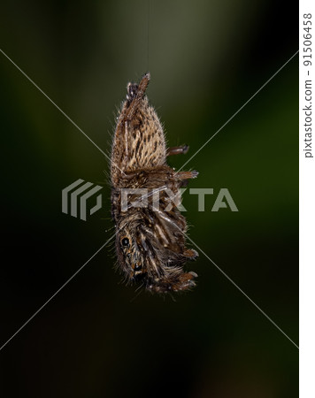 Small Jumping Spider Small Jumping Spider 91506458