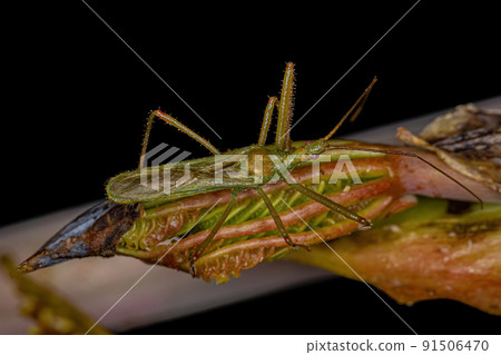 Adult Assassin Bug Adult Assassin Bug 91506470