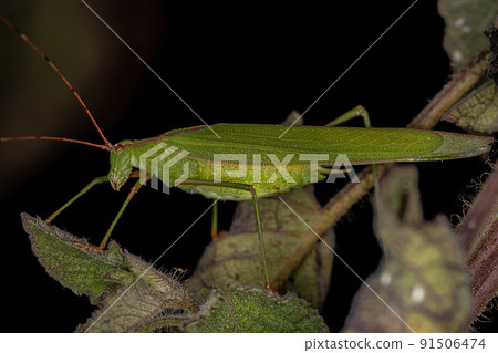 Adult Phaneropterine Katydid Adult Phaneropterine Katydid 91506474