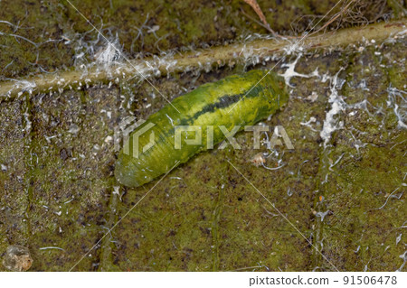 Small Hover Fly Larvae 91506478