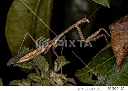 Mantid Insect nymph Mantid Insect nymph 91506481