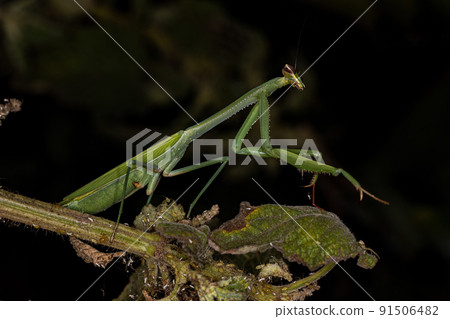 Adult Female Mantid Adult Female Mantid 91506482