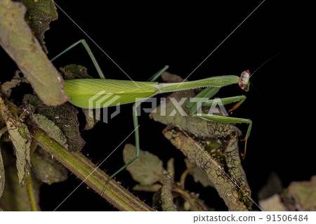 Adult Female Mantid 91506484