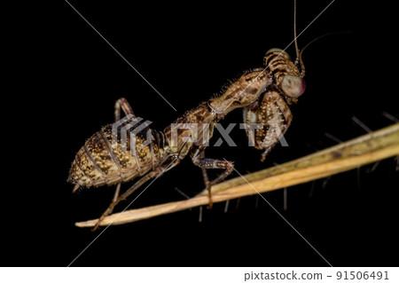 Acontistid Mantis Nymph 91506491