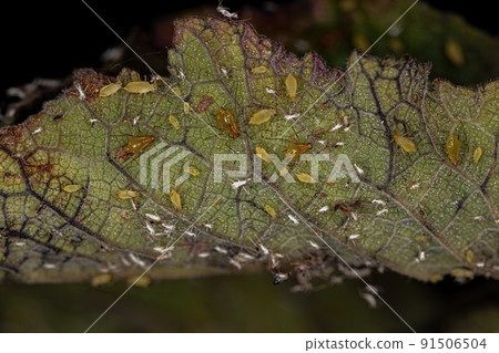 Group of small green aphids 91506504