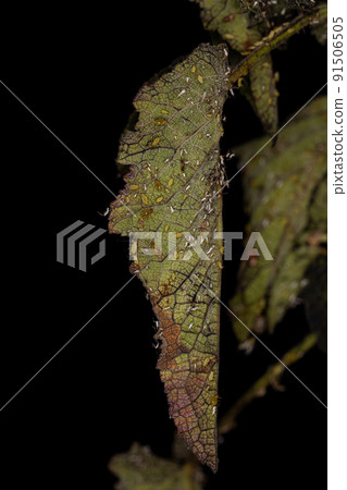 Group of small green aphids Group of small green aphids 91506505