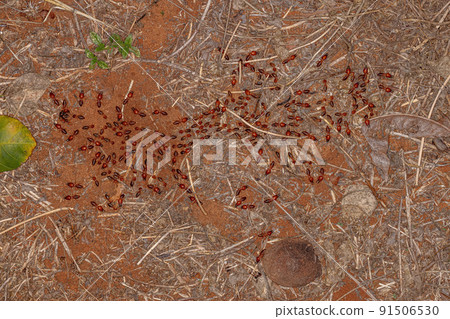 Adult Jawsnouted Termites Adult Jawsnouted Termites 91506530