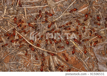 Adult Jawsnouted Termites 91506531