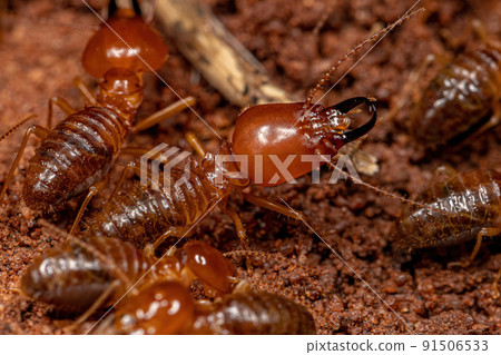 Adult Jawsnouted Termites 91506533